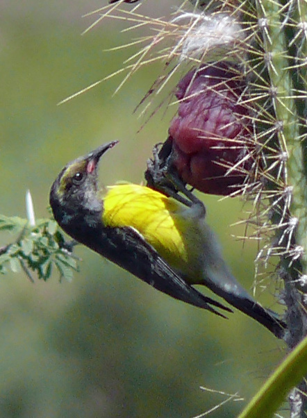 Bird near Fort Oranje