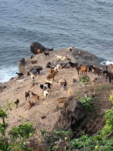 Goats by the seaside