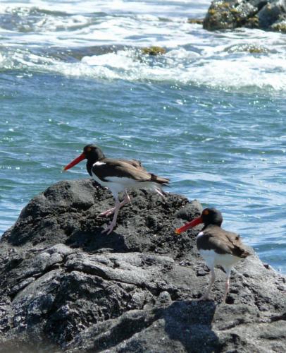 Statia bird at Great Bay