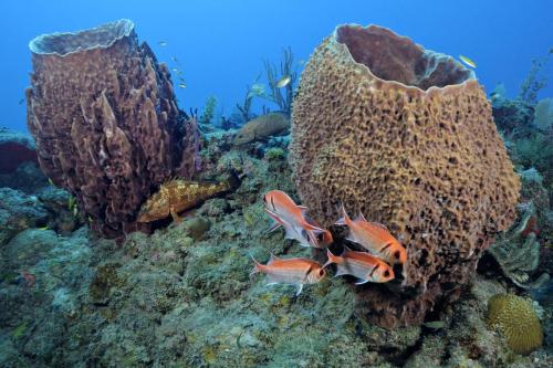 Statia diving