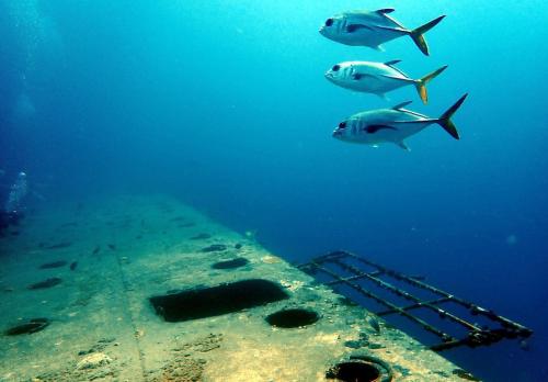 Statia scuba scene