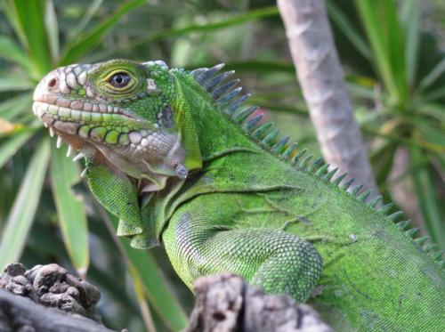 Antillean iguana